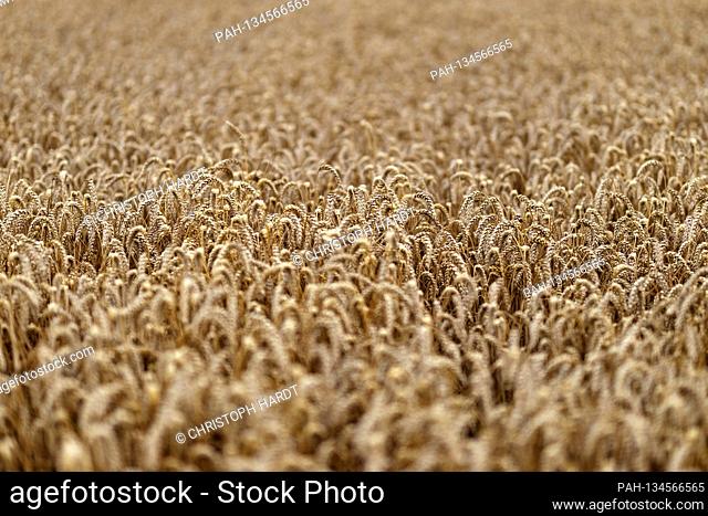 A ripe cornfield in NRW. Cologne, 04.08.2020 | usage worldwide. - Cologne/Nordrhein-Westfalen/Deutschland