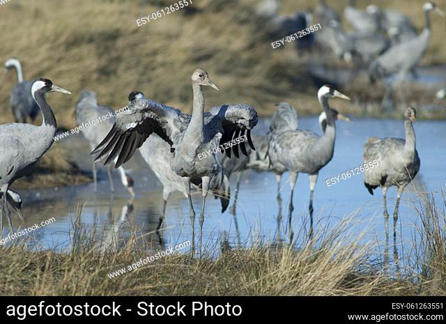 Common cranes (Grus grus) in a lagoon. Gallocanta Lagoon Natural Reserve. Aragon. Spain