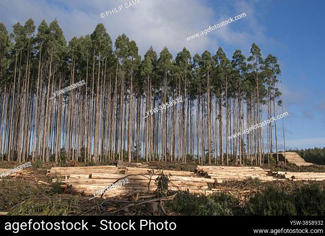 Eucalypt forest plantation, Waratah, NW Tasmania, Australia