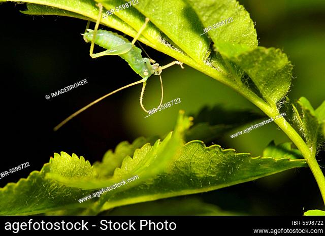 Oak bush-crickets (Meconema thalassinum), Grasshopper, Grasshoppers, Other animals, Insects, Animals, Leaf-crickets, Oak Bush-cricket nymph, cleaning antennae