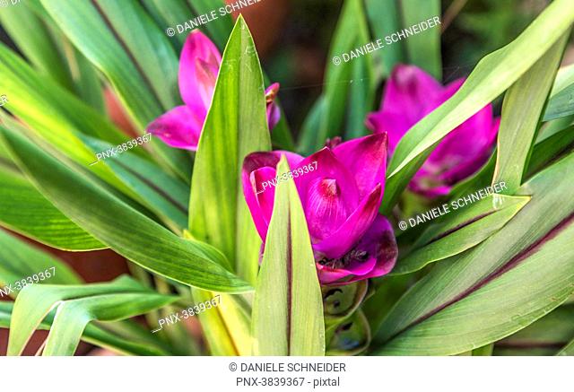 France, Gironde, green house tropical plant, turmeric flowers