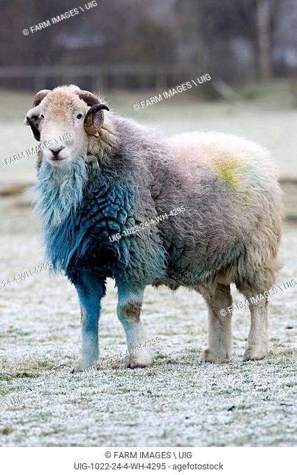 Herdwick ram in Borrowdale - English Lake District - covered in blue raddle after autumn mating season. (Photo by: Wayne Hutchinson/Farm Images/UIG)