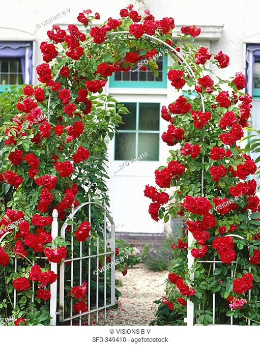 Arch of red climbing roses