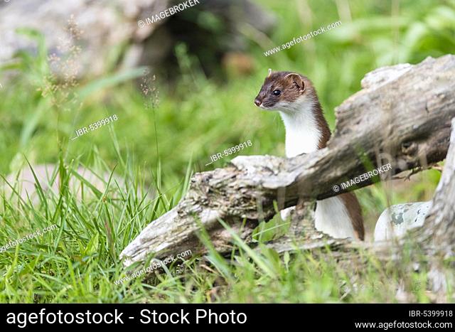 Stoat (Mustela erminea) male, Lower Saxony, Germany, Europe