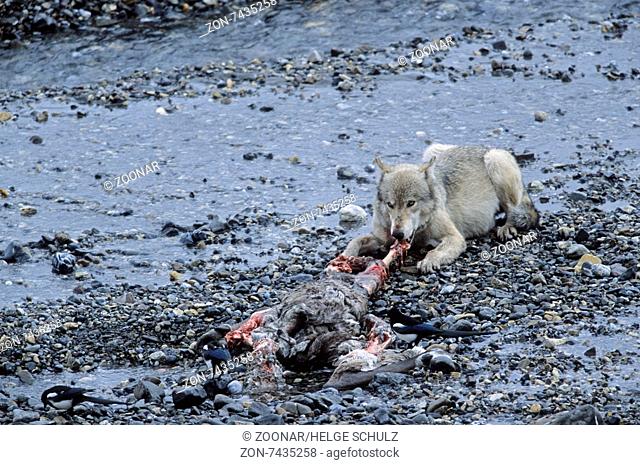 Wolf feeds at a Caribou kill