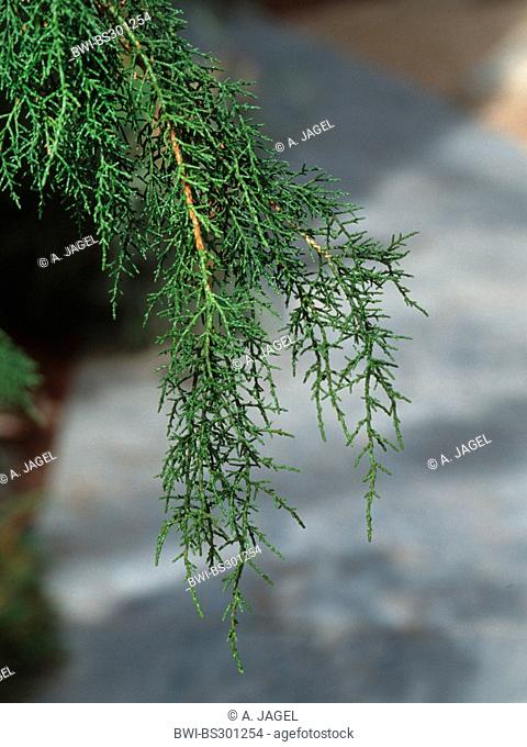 Huon Pine, Macquarie Pine (Lagarostrobos franklinii ), branch
