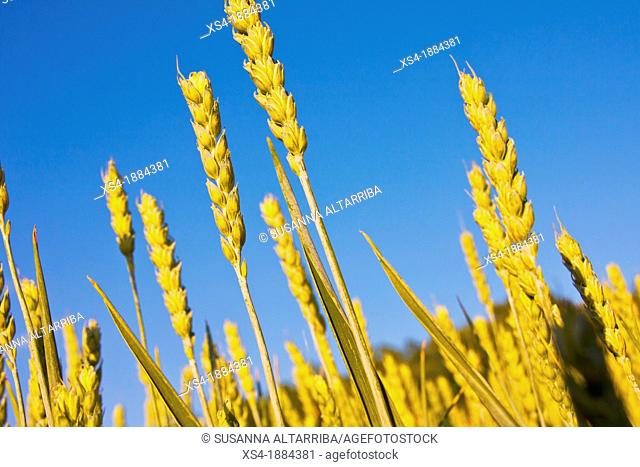 Detail of wheat ear in spring time, Wheat, Triticum spp is a cereal grain cultivated worldwide  Is the leading source of vegetable protein in human food