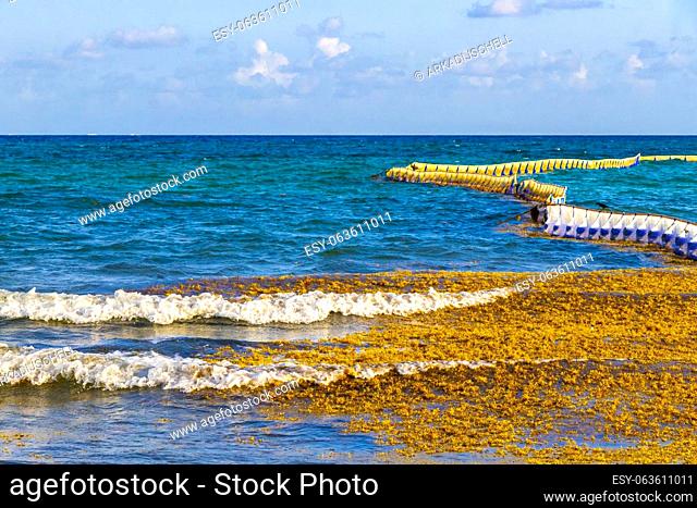 Big disgusting problem at tropical mexican caribbean beach with Sargazo seaweed sea weed net in clear turquoise blue water in Playa del Carmen Mexico
