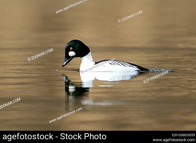 A common goldeneye prepares to dive under the water for food on Fernan Lake in north Idaho