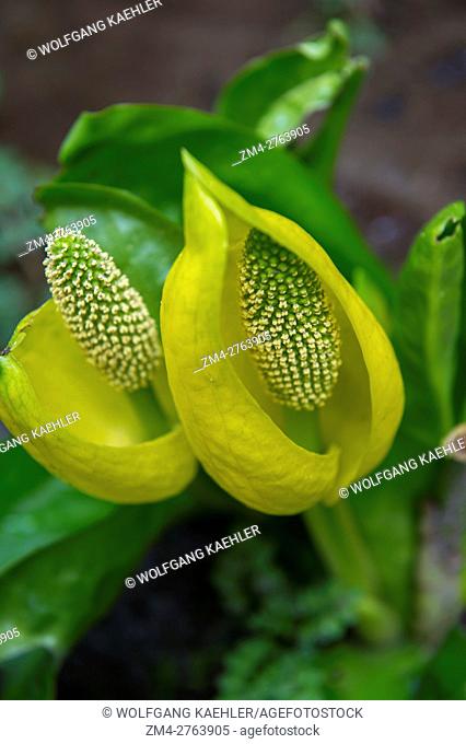 Lysichiton americanus, also called western skunk cabbage, yellow skunk cabbage, American skunk-cabbage or swamp lantern, is a plant found in swamps and wet...