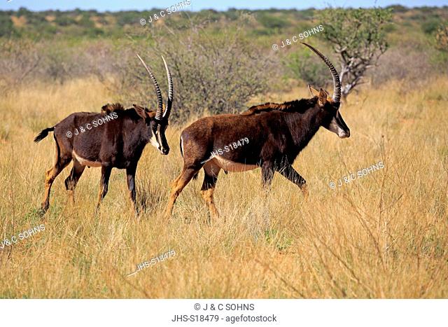 Sable Antelope, (Hippotragus niger), two adult male, Tswalu Game Reserve, Kalahari, Northern Cape, South Africa, Africa