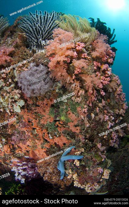 Reef community, Featherstars and soft corals, Dendronephthya sp, Si Amil, Sabah, Malaysia, Borneo