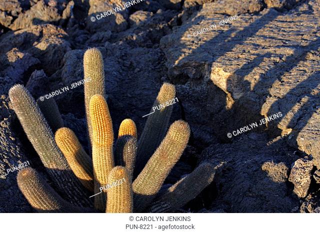 Lava cactus Brachycereus nesioticus with shadows growing amongst the lava fields at Punta Moreno, Isabela Island