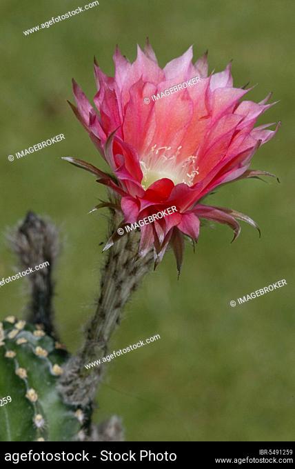 Cactus (Cactaceae) (Echinopsis) blossom, Seeigelkaktus, Bluete, Zierpflanzen, ornamental plants, Kakteengewaechse, Cacti, Blueten, bloom, rosa, pink, Hochformat