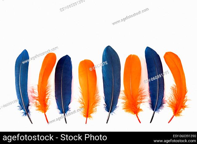Blue and orange feathers on white background
