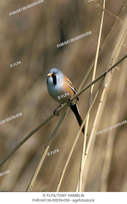 Bearded Tit Panurus biarmicus Male perched on stem of reed S