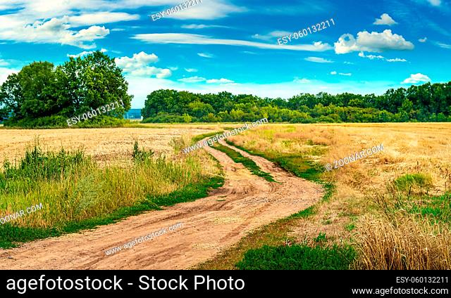Country road in field at sunny day