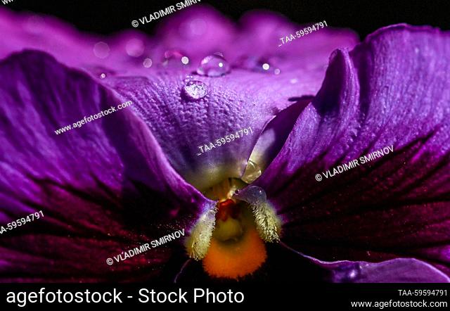 RUSSIA, IVANOVO - JUNE 3, 2023: A close-up image of drops of water on a pansy flower after rain in summer. Vladimir Smirnov/TASS
