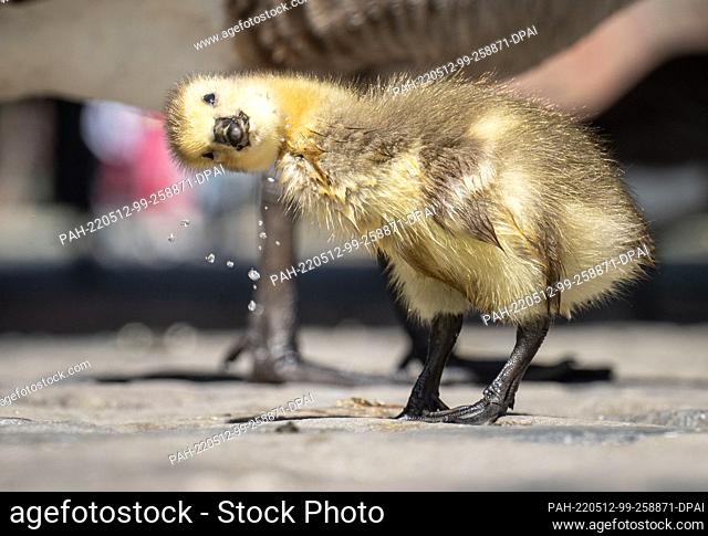 12 May 2022, Hessen, Frankfurt/Main: A Canada goose chick shakes water from its downy feathers after a dip in the Main River