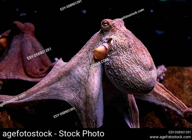 Purple common octopus (Octopus vulgaris)