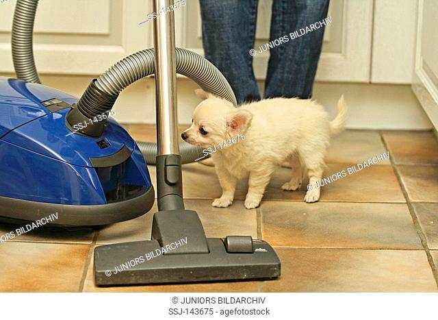 chihuahua whelp - beside vacuum cleaner