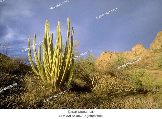 Arms of Cactus catch afternoon light on dry desert is.- Sea of Cortez Mexico. (Lemairocereus (Stenocereus) thurberi