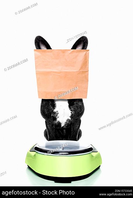 french bulldog dog with guilty conscience for overweight, and to loose weight , standing on a scale with paper bag over head , isolated on white background