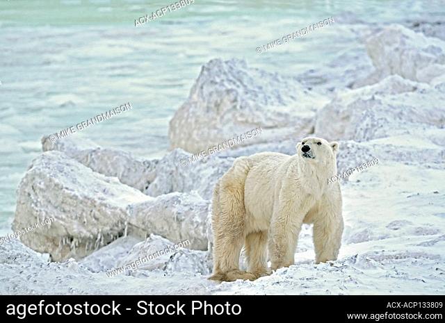 Polar bear on Hudson Bay Coast Churchill Manitoba Canada