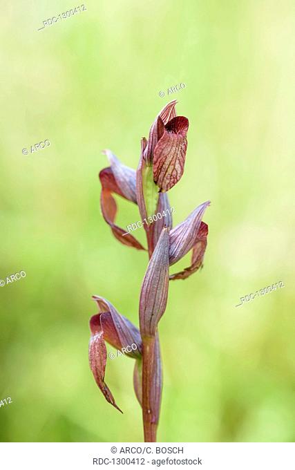 Tongue Orchid Istriacia, Kamenjak, Istria, Croatia, (Serapias istriaca)