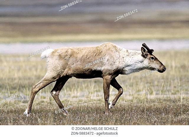 Waldkaribubulle mit Bastgeweih im Fruehling - (Kanadisches Waldrentier) / Bull Woodland Caribou with velvet antler in springtime - (Forest Caribou) / Rangifer...
