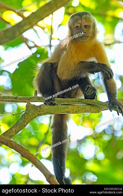 Young Capuchin Monkey in the Trees near Alta Floresta, Brazil
