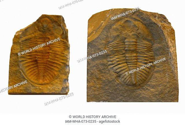 Fossil trilobite (Ogygiocaris) from Ordovician of Builth, Wales