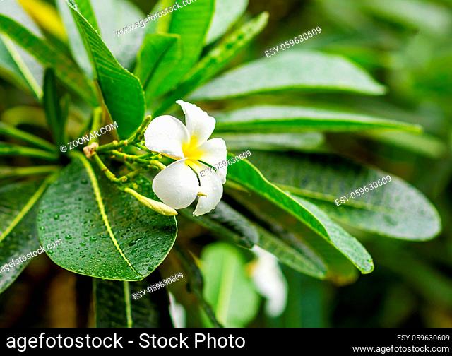 white flower frangipani (Plumeria), tropical plant with long green leaves covered by raindrops