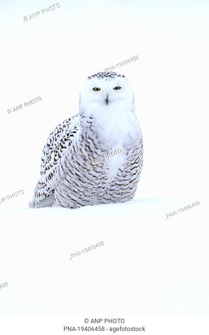 Snowy Owl Bubo scandiacus - Montreal, Quebec, Canada, North America