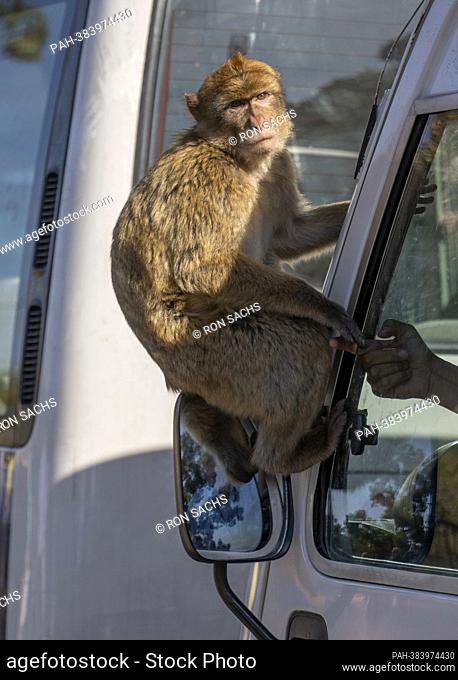 A wild monkey in Gibraltar, United Kingdom sits on an external mirror of a tour bus on Wednesday, November 2, 2022. These monkeys are the only wild monkey...