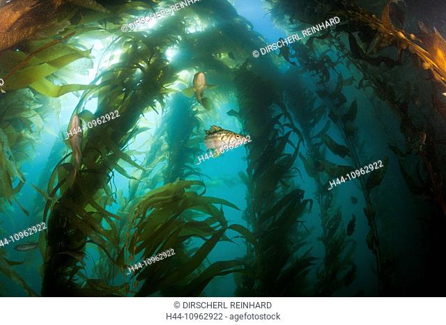 Kelp Bass, Kelp Forest, Paralabrax clathratus, San Benito Island, Mexico