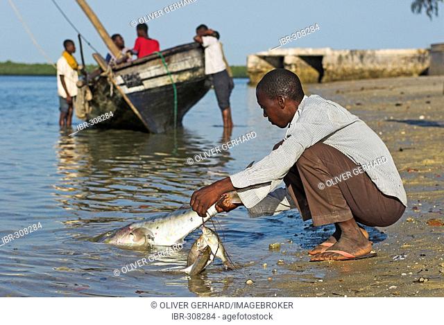 Fisherman at work at Ibo Island, Quirimbas islands, Mozambique, Africa
