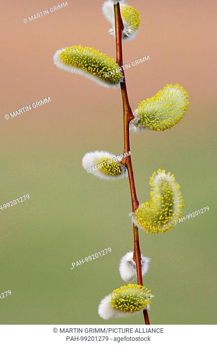 Willow Catkin (Salix spec.), branch with male catkins, Brandenburg, Germany | usage worldwide. - /Brandenburg/Germany
