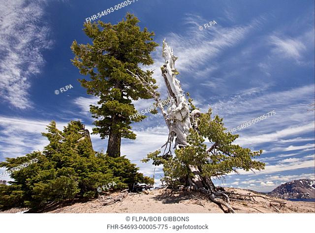 Whitebark Pine Pinus albicaulis and Mountain Hemlock Tsuga mertensiana ancient habit, growing at 7000ft 2200m, Crater Lake N P , Cascade Mountains, Oregon