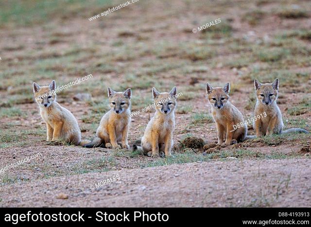Asia, Mongolia, East Mongolia, Steppe area, Joungs Corsac fox (Vulpus corsac), at the den