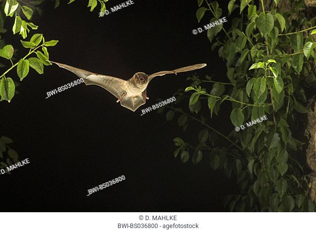 Common bent-wing bat, Schreiber's bat (Miniopterus schreibersii), flying single animal at night, Bulgaria, Devetaki bei Lovec