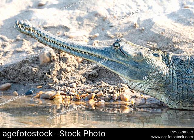 A Gharial or Gavialis gangeticus a Fish Eating Crocodile close-up of the head