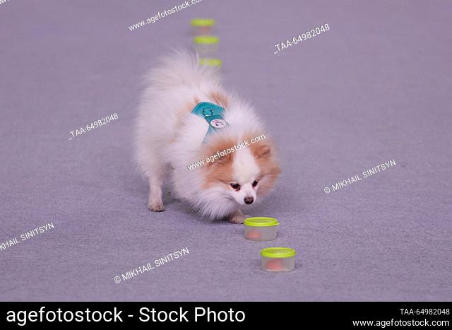 RUSSIA, MOSCOW REGION - NOVEMBER 19, 2023: A Pomeranian dog performs during an exhibition show at the Eurasia Dog Show 2023 at the Crocus Expo International...