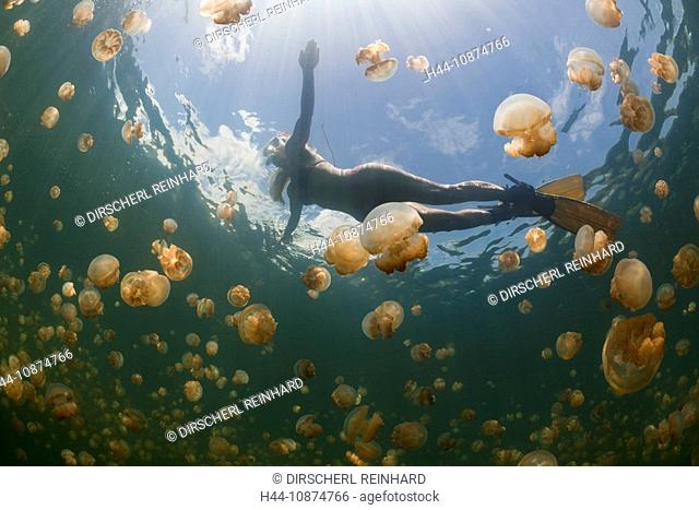 Schwimmen mit harmlosen Quallen, Mastigias papua etpisonii, Quallensee, Mikronesien, Palau, Swimming with harmless Jellyfishes, Mastigias papua etpisonii