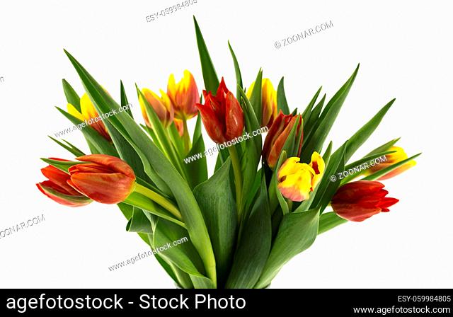 red and yellow tulips on white background