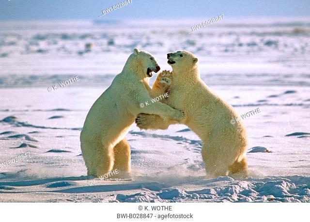 polar bear (Ursus maritimus), playful fight, Canada, Hudson Bay