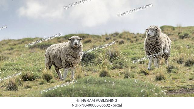 Two sheep grazing in a field, Torres Del Paine National Park, Patagonia, Chile