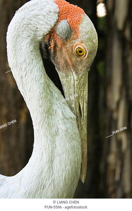 Long-necked brolga or Australian crane Grus rubicunda in Auckland Zoo