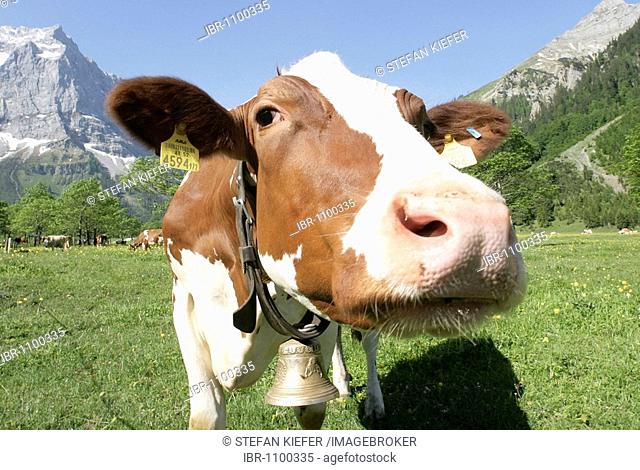 Cow in a meadow in the Grosser Ahornboden, Karwendel Range in Eng, Tyrol, Austria, Europe