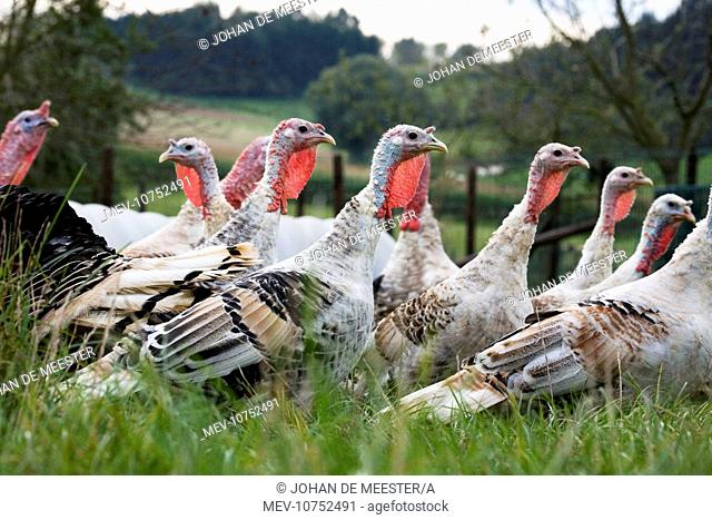 Turkeys - group of females (Meleagris gallopavo)